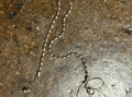 Sterling Satellite Anklet