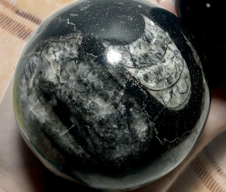 Orthoceras Nautiloid Spheres
